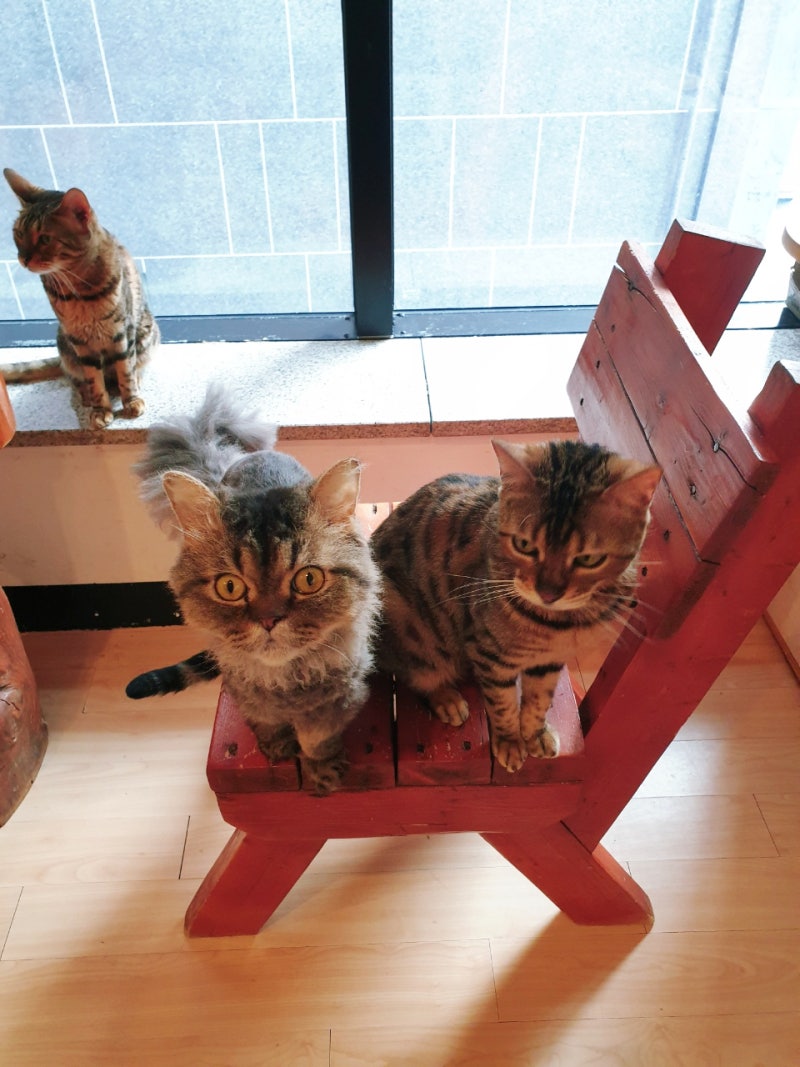 Samcheung Cat Cafe