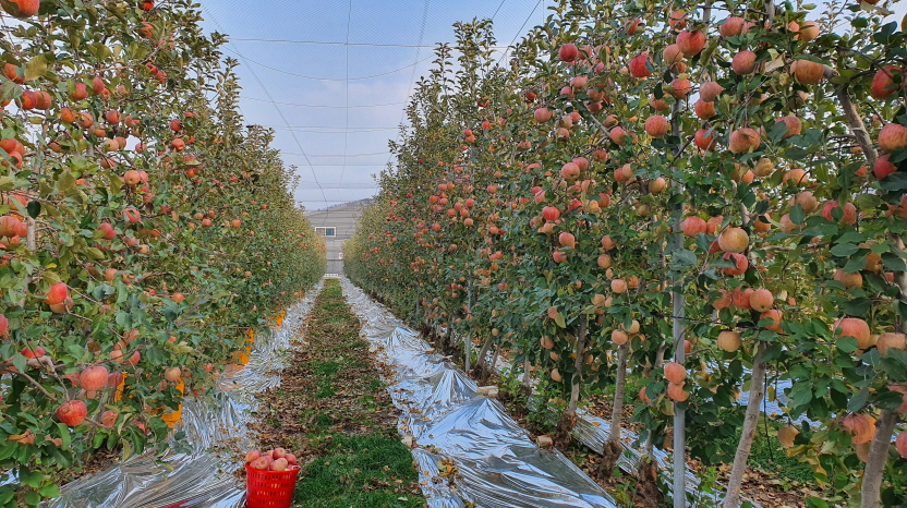 Okine Apple Sunshine Farm