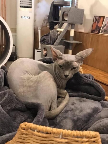 Sunbok Sphynx Cat Cafe — photo 1