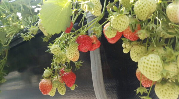 Strawberry Story — photo 1