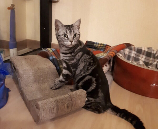 Samcheung Cat Cafe — photo 1