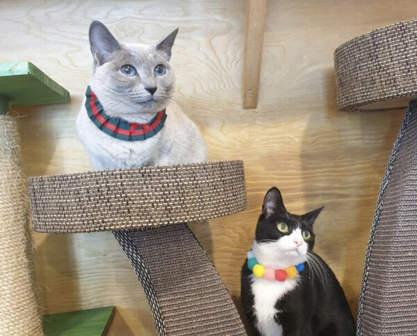 Cat Cafe Near AK Plaza — photo 1