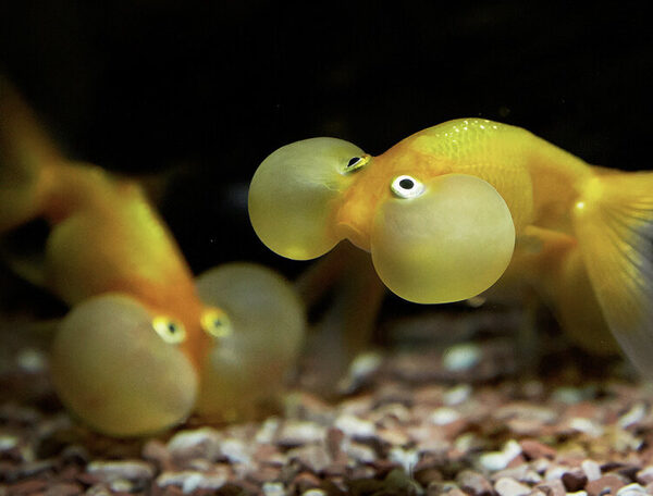 Daejeon Aquarium  — photo 1