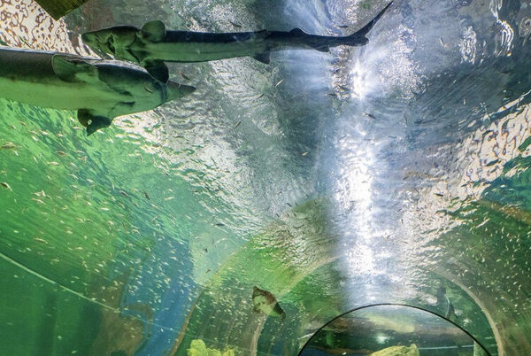 Play Aquarium Bucheon — photo 1