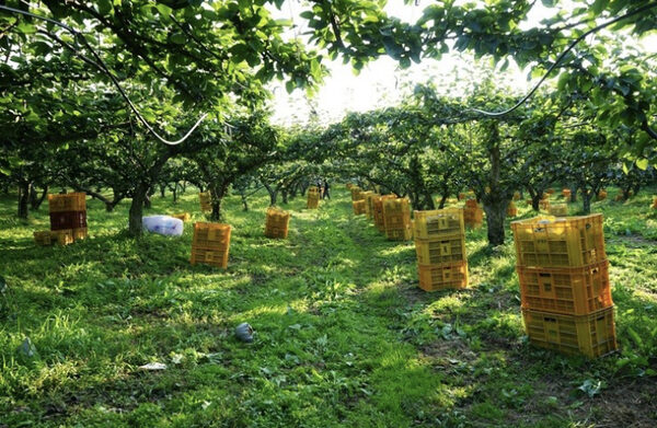 Yellow Fruit Orchard — photo 1