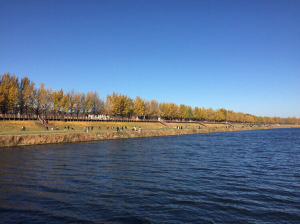 Asan Ginkgo Trail — photo 1