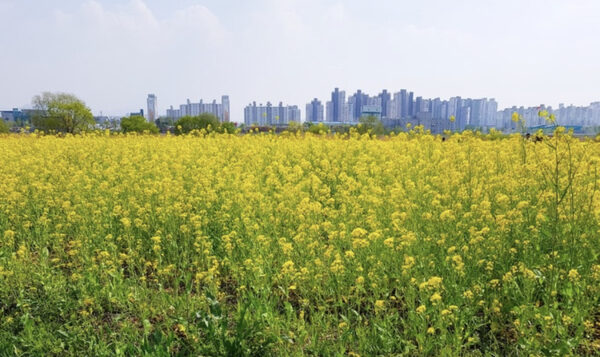 Gokgyocheon Citizens Sports Park — photo 1