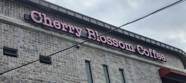 Cherry Blossom — photo 1