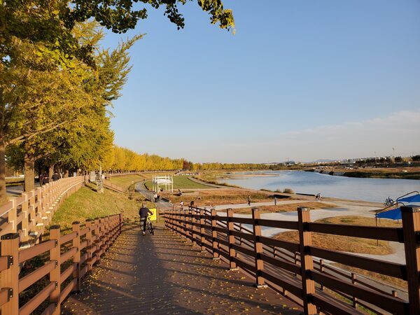 Asan Ginkgo Tree Road  — photo 1