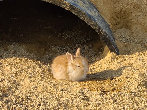 Pyeongtaek Agro-Ecological Park — photo 1