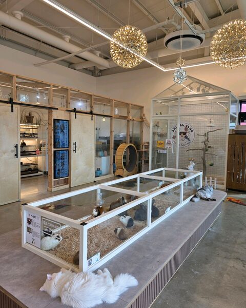 Animal Club — photo 1