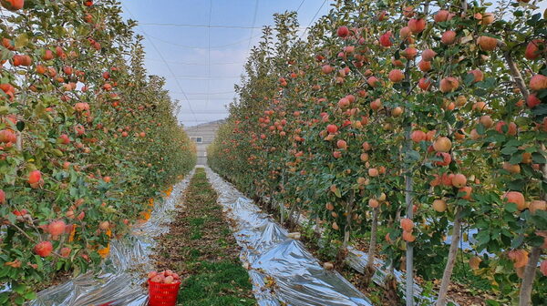 Okine Apple Sunshine Farm — photo 1