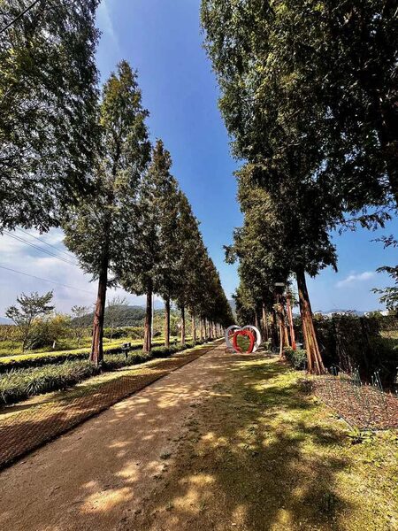 Deoksan Metasequoia Trail — photo 1