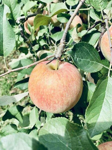 Eunsung Apple Farm and Winery — photo 1